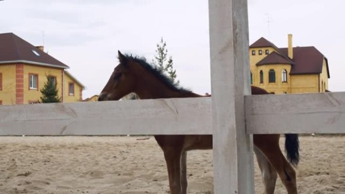 一只带小马驹的母马在畜栏里露天。围场位于农场的私人土地上。小马驹绕着钢笔走，环顾四周。农场里的动物生