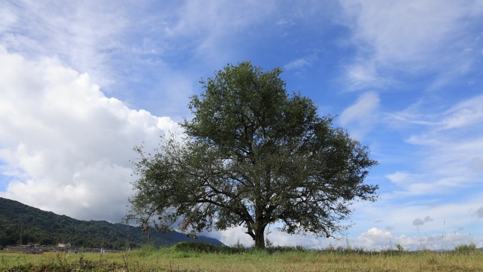 蓝天白云下一棵树的延时视频