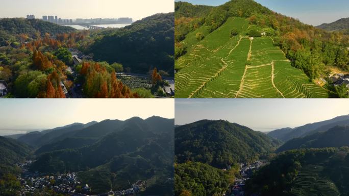 杭州 西湖龙井茶园