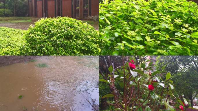 下雨 雨天 春雨