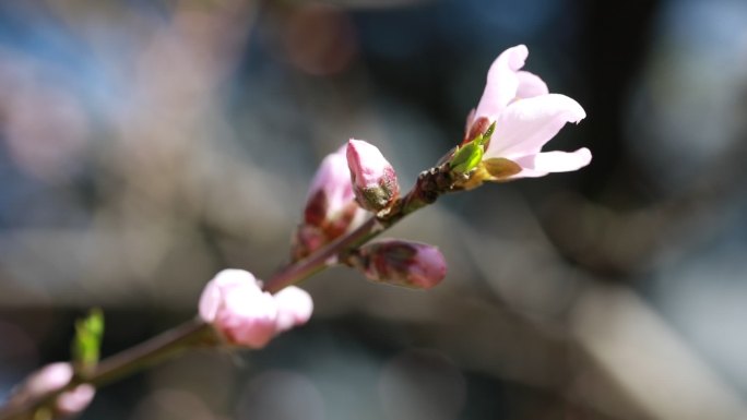 春天的花  春日桃花