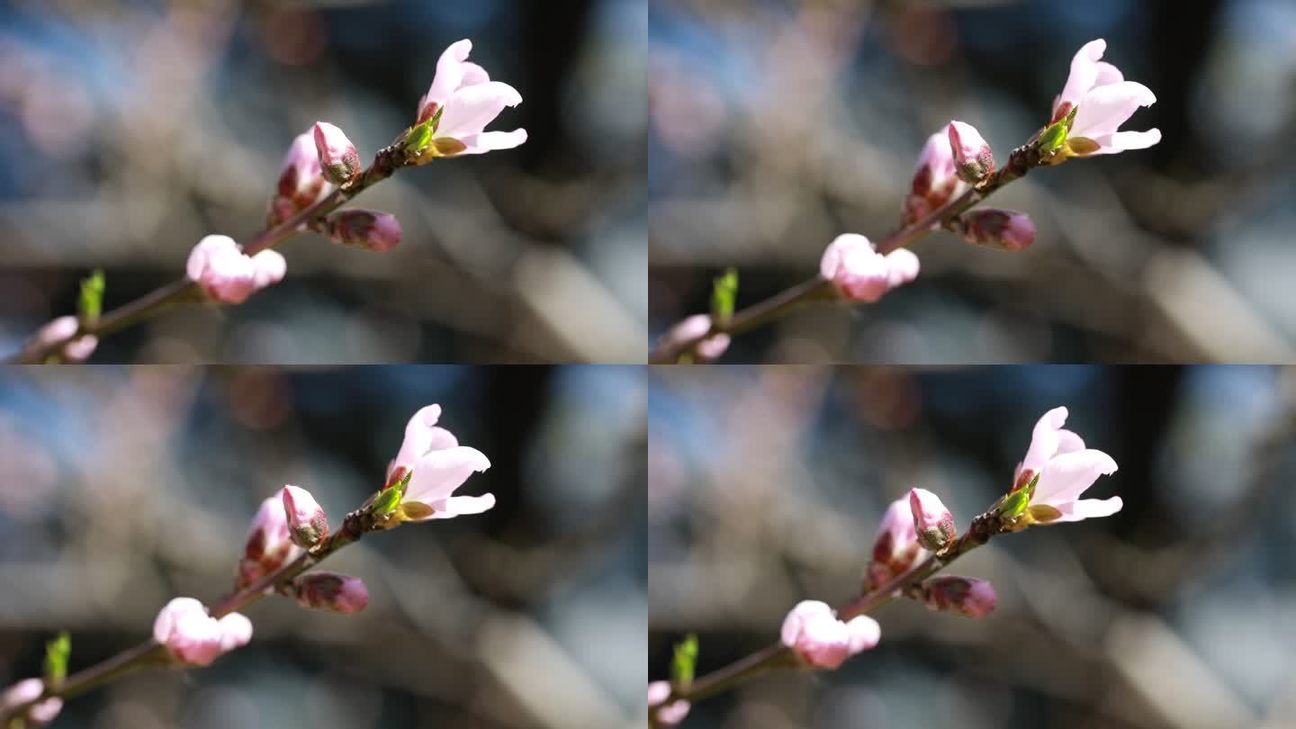 春天的花  春日桃花