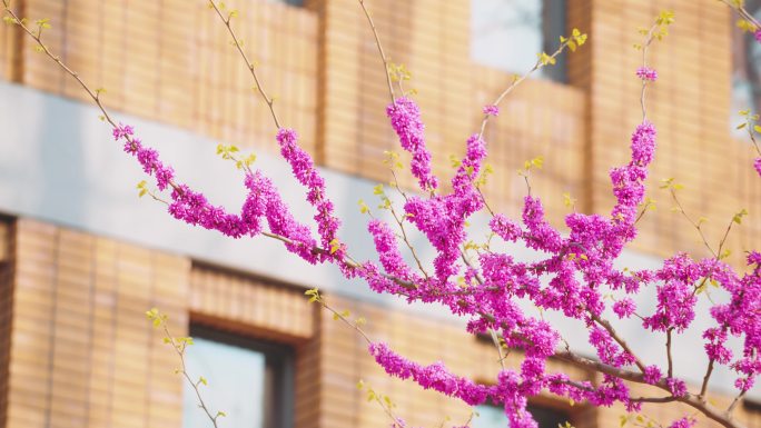 紫荆花 4K视频素材