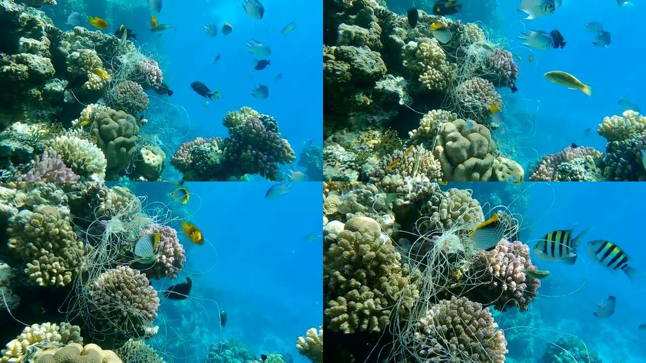 垂悬在珊瑚上的一条钓鱼线。丢失的钓鱼线挂在珊瑚礁的水下。幽灵渔具问题-任何被遗弃、丢失或以其他方式丢