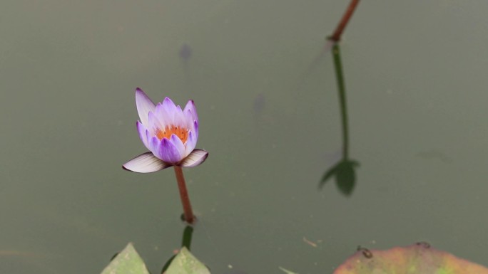 清新唯美紫色睡莲子午莲莲花荷花苞蜻蜓