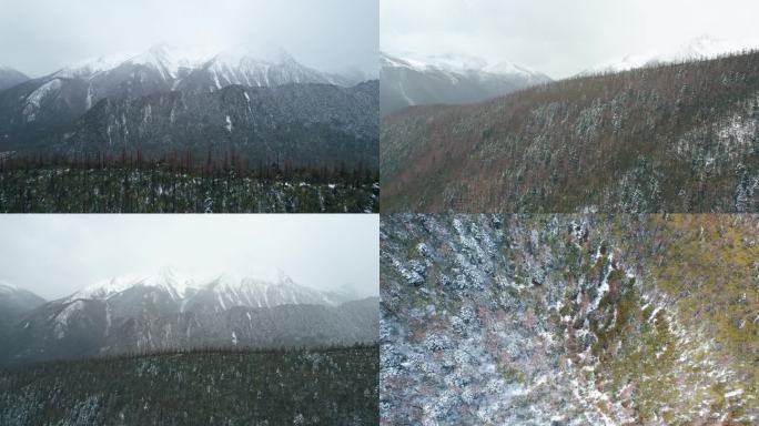 冬天森林下雪 雪山