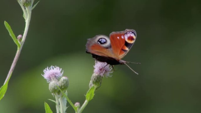 孔雀眼 (Lat。Aglais io) 是蛱蝶科 (Nymphalinae) 的一种日蝶。古罗马人认