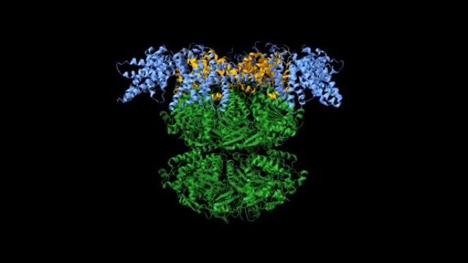 KaiCBA蓝藻生物钟主干模型
