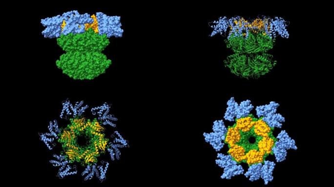 KaiCBA蓝藻生物钟主干模型