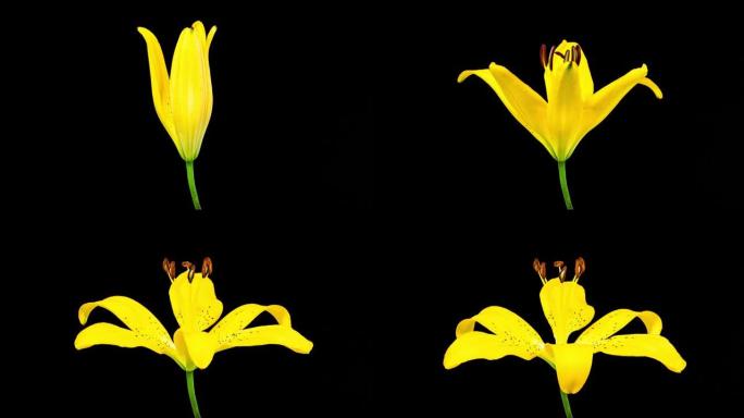 延时 -- 黑色地面盛开的单黄百合花