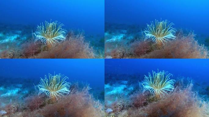 大自然水下-深海海床中的铈