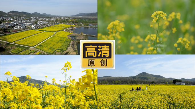 油菜花油菜地高清视频