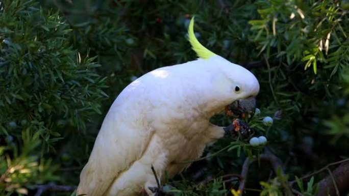 在澳大利亚新南威尔士州悉尼郊区公园的硫黄凤头鹦鹉喂食