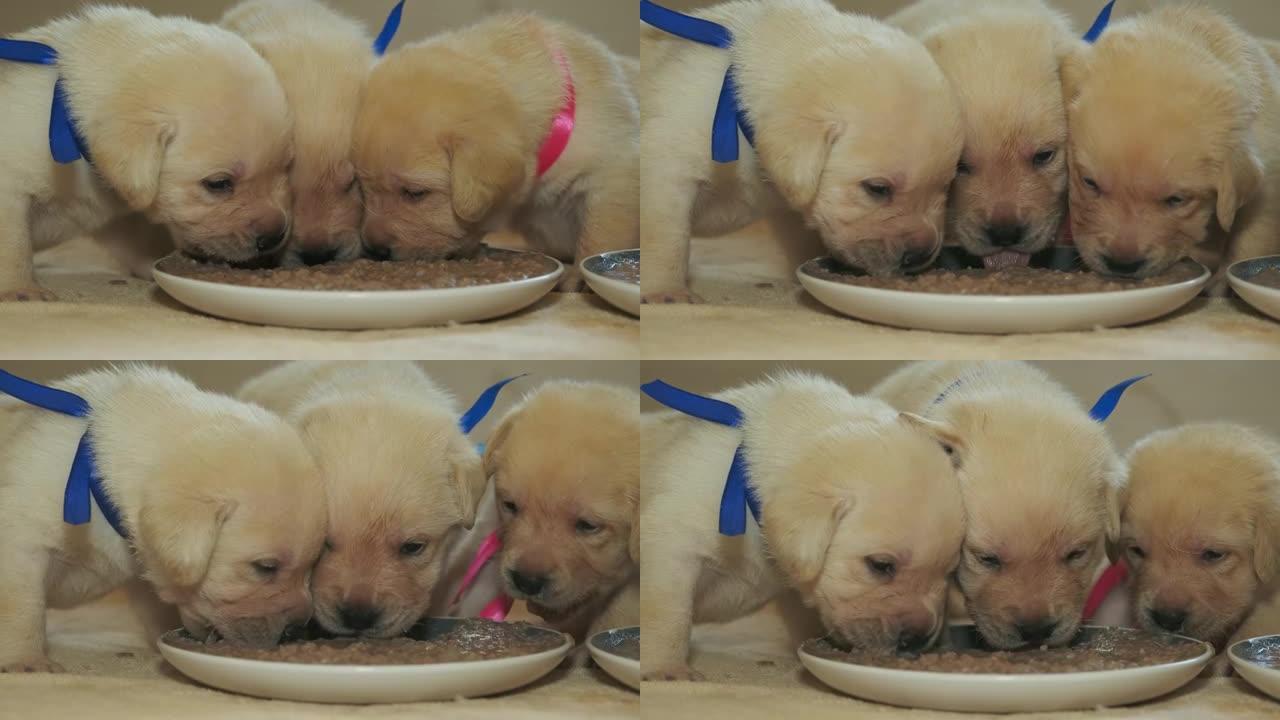 拉布拉多幼犬从盘子里吃东西