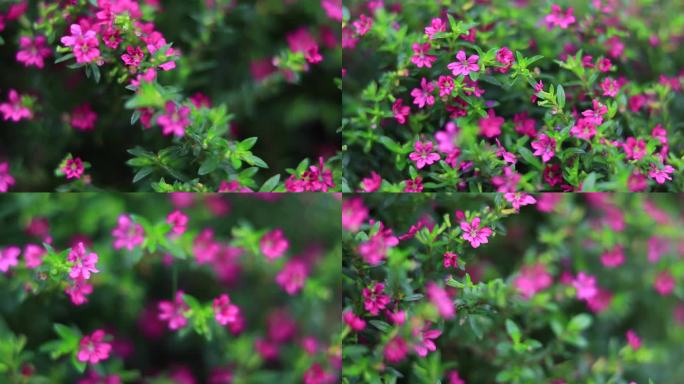 清新唯美满天星花小紫花绿化带 萼距花