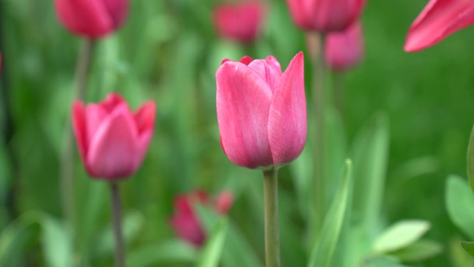 4k高清郁金香花卉露水特写与花海户外盛开