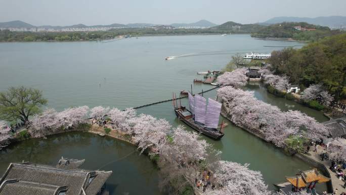 原创 江苏无锡太湖鼋头渚樱花航拍风光