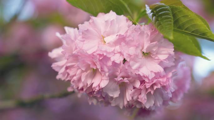 春天 樱花 花朵 樱花树