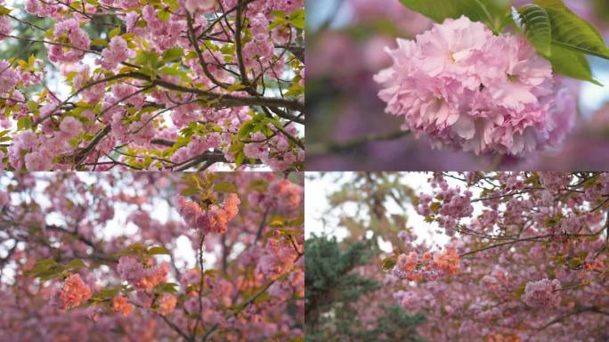 春天 樱花 花朵 樱花树
