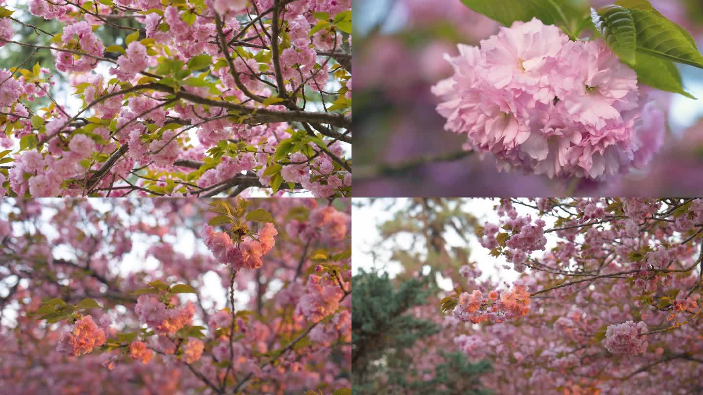 春天 樱花 花朵 樱花树