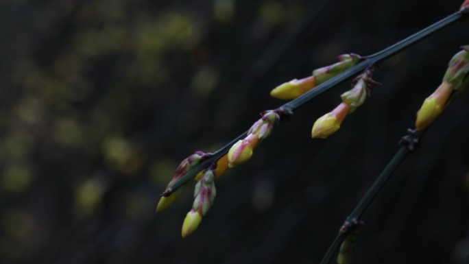 春天的花  春日桃花