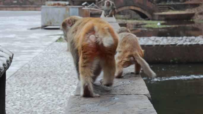 云南旅游大理剑川石宝山路边猴子