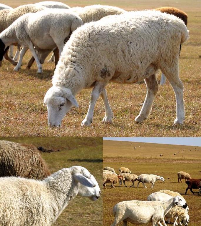 4K羊群吃草竖屏