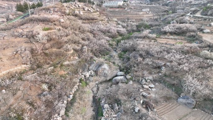 航拍山东文登昆嵛山三瓣石村樱桃花