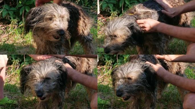 男子用梳子洗狗夏季后院。宠物洗澡对抗跳蚤蜱。手梳理湿长毛皮动物户外。爱支持护理小狗收养概念。波兰低地