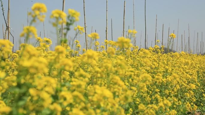 油菜花