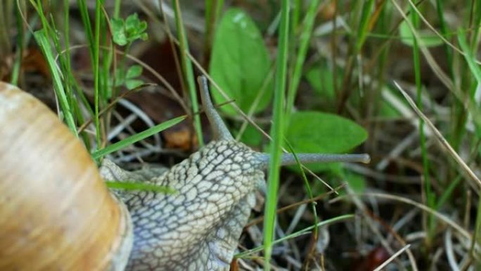 一只蜗牛在绿色的草地和树叶上缓慢爬行的特写镜头。