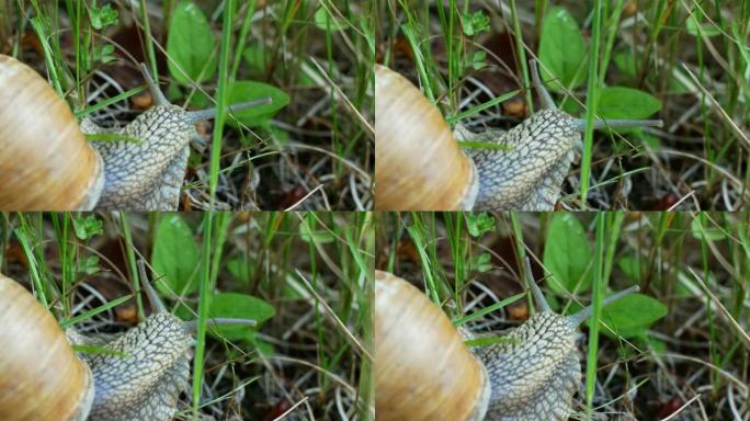 一只蜗牛在绿色的草地和树叶上缓慢爬行的特写镜头。