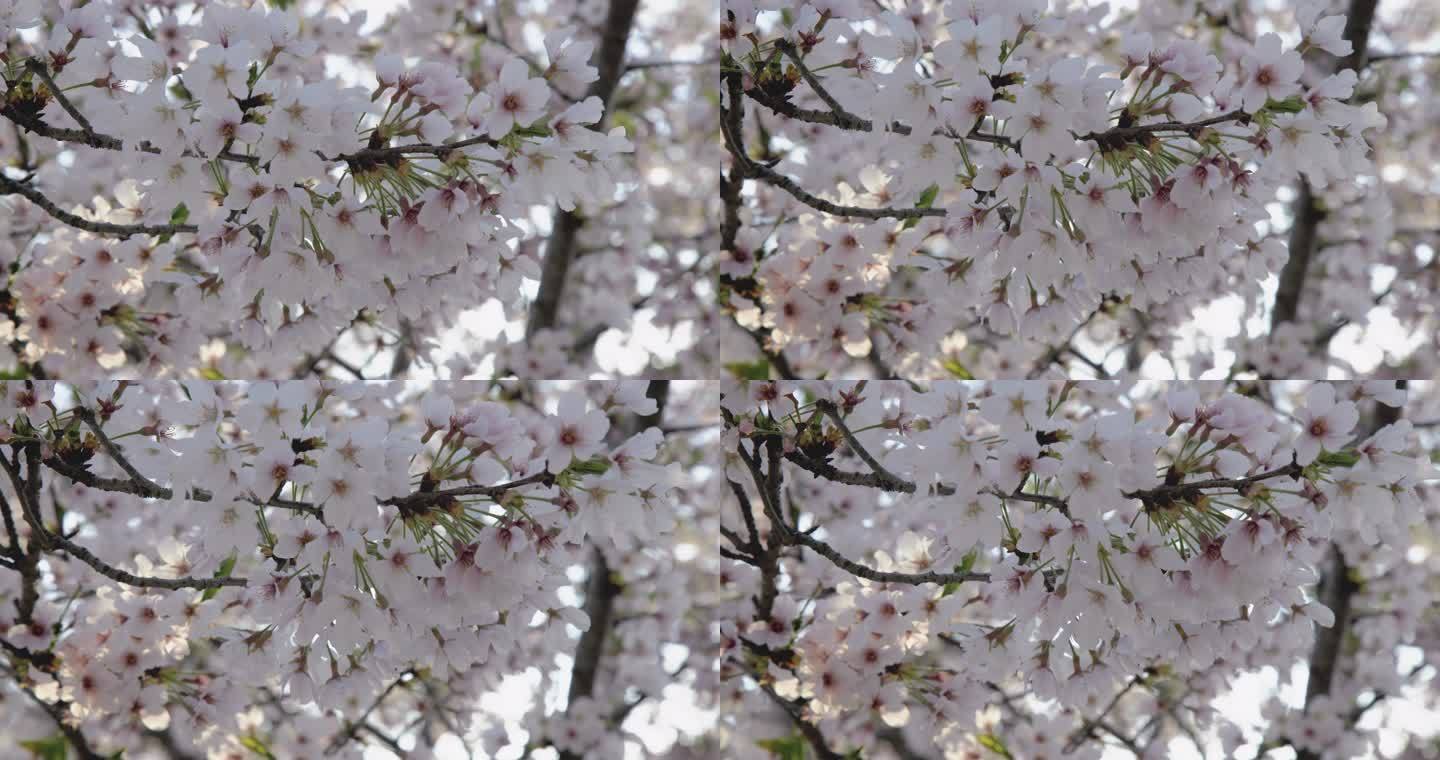 （8K）樱花花开花瓣飘落樱花树意境实拍