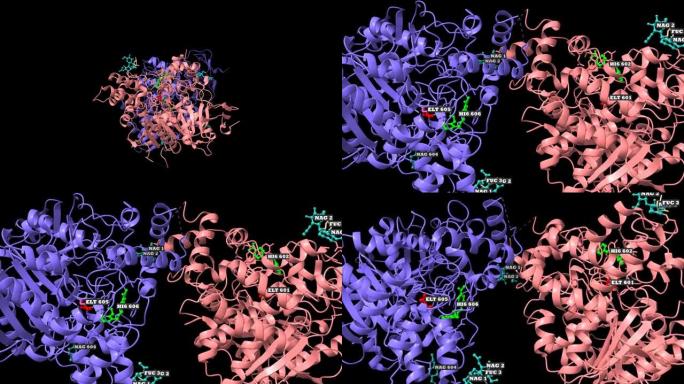 与毒药ELT (红色) 和解毒剂HI-6 (绿色) 复合物的人乙酰胆碱酯酶的结构