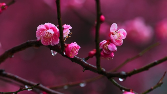 江南古镇拱桥疏影横斜 雨中梅花暗香浮动