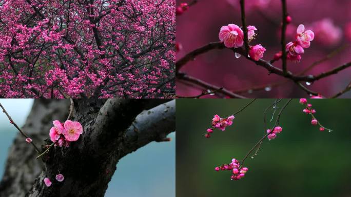 江南古镇拱桥疏影横斜 雨中梅花暗香浮动