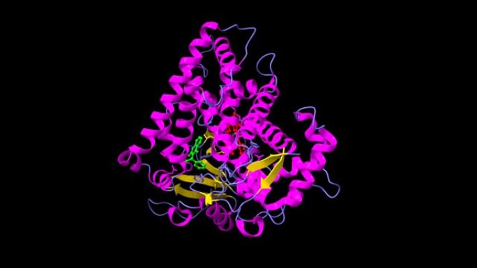 与血红素 (红色) 和华法林 (绿色) 结合的人细胞色素P450 CYP2C9的结构
