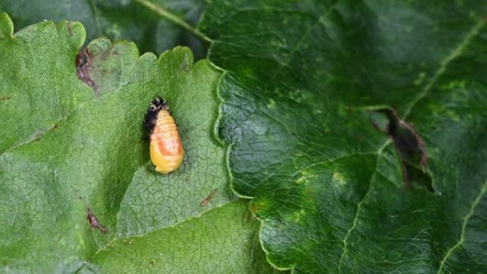 丑角瓢虫幼虫脱落最终皮肤以显示蛹阶段