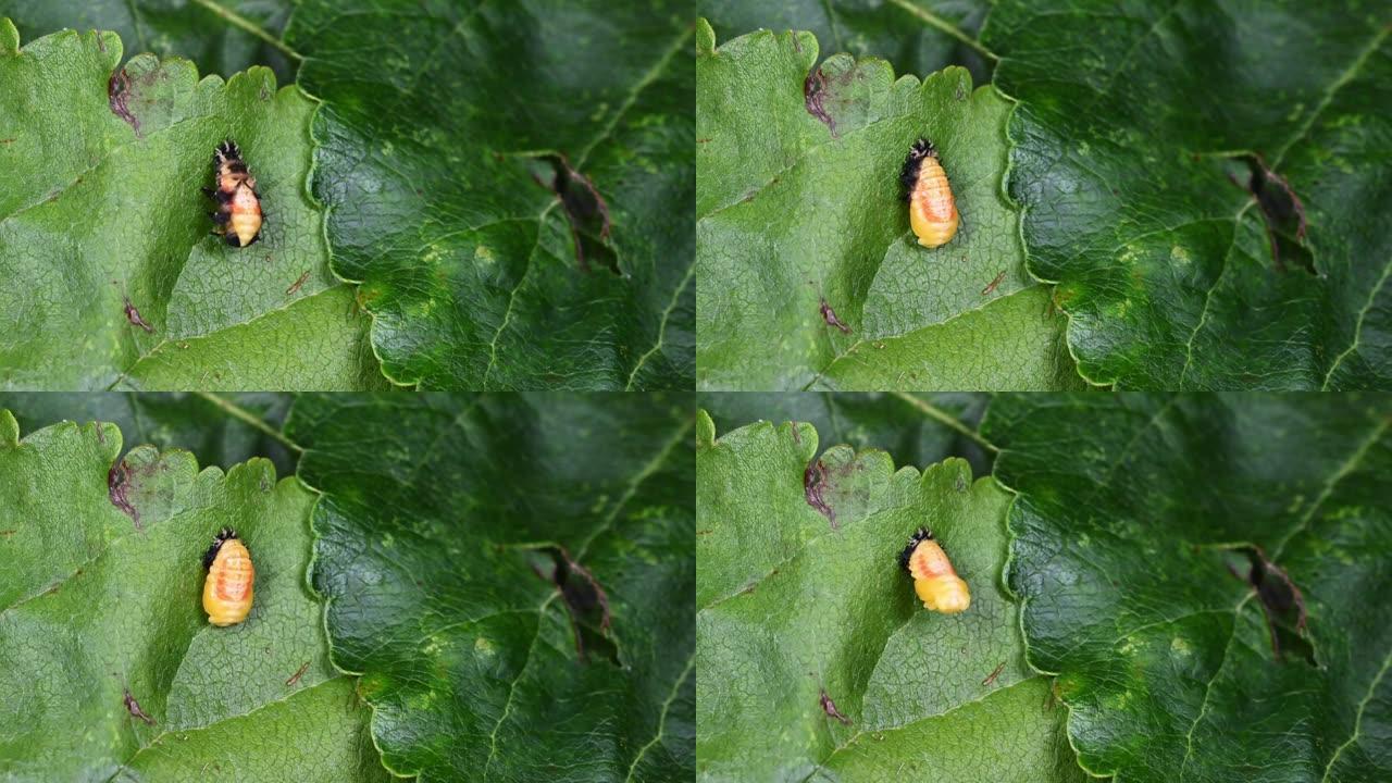 丑角瓢虫幼虫脱落最终皮肤以显示蛹阶段