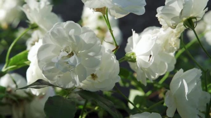 白玫瑰特写，纽瓦克，诺丁汉郡，英国