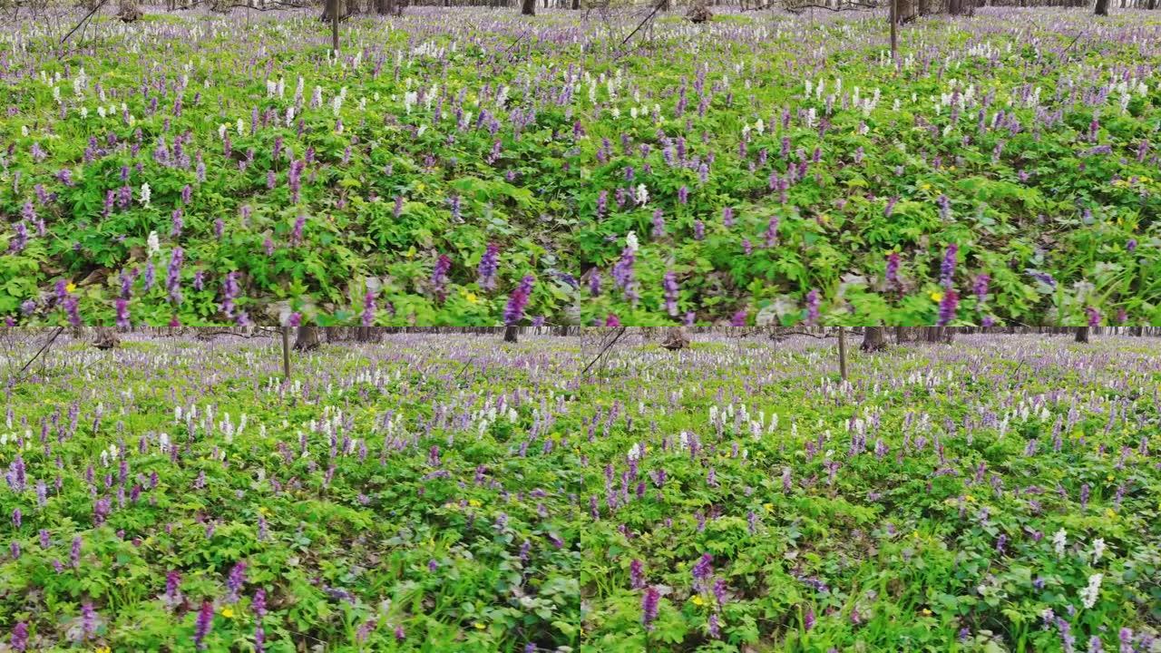 草地上有不同颜色的紫堇花