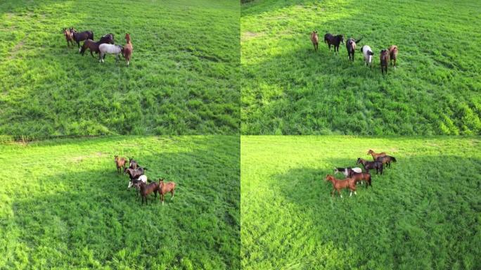 夏天在绿色草地上奔跑的马。