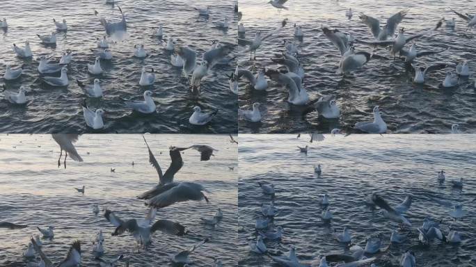 云南大理洱海日出海鸥