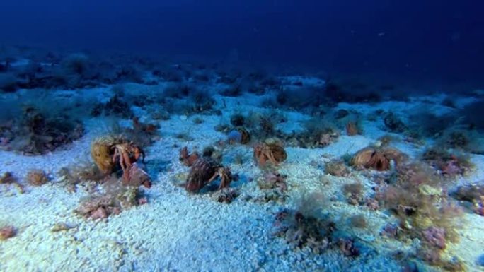 深海海洋生物 -- 深海海底的寄居蟹