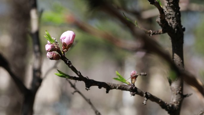 春天的花  春日桃花