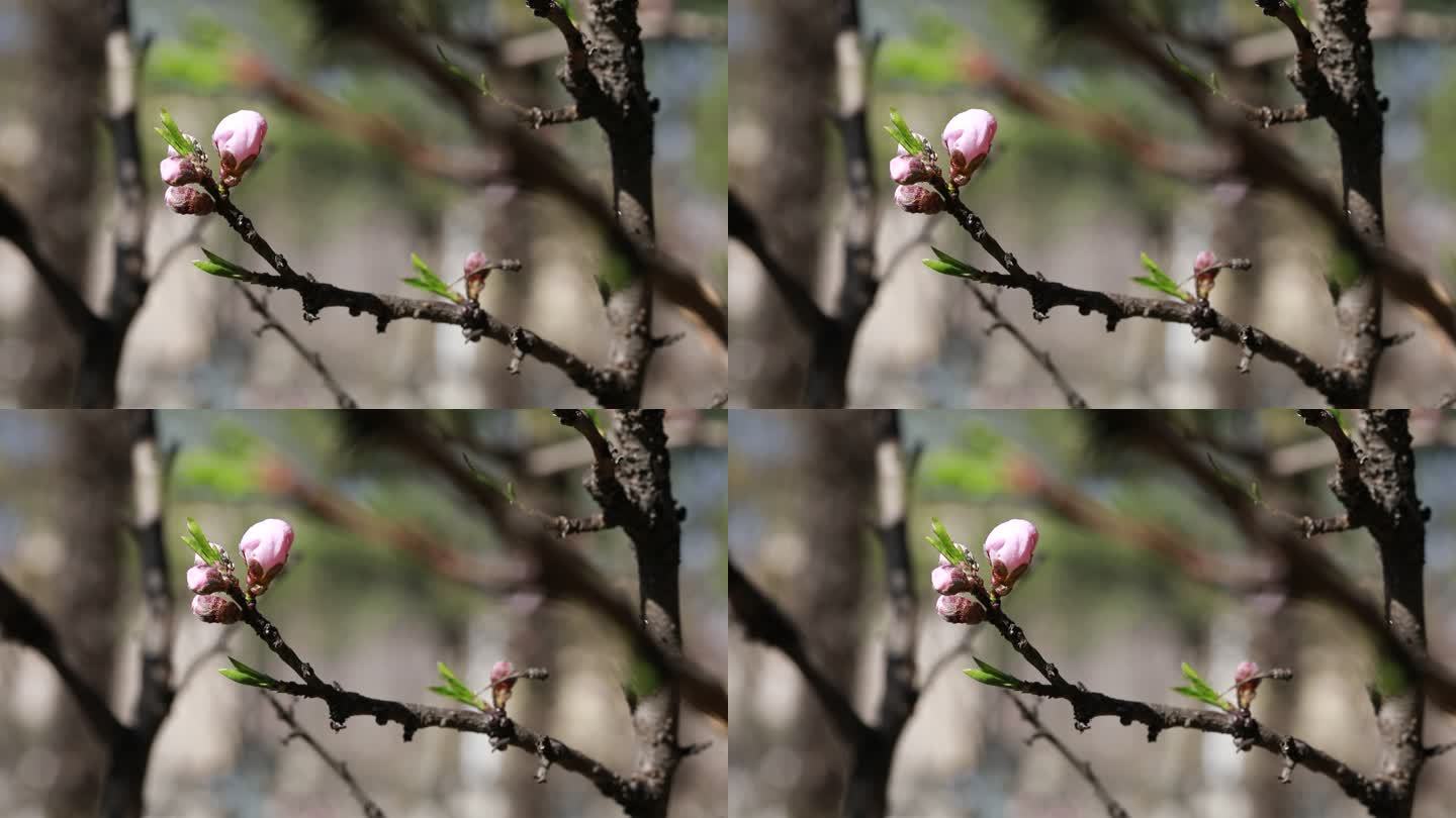 春天的花  春日桃花