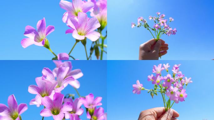 花 野花 一把野花