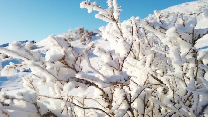 雪淞 雾凇