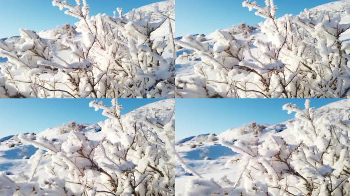 雪淞 雾凇