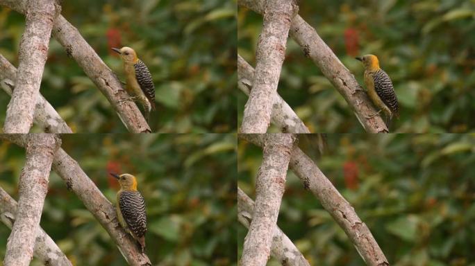 Hoffmanns啄木鸟-Melanerpes hoffmannii常驻繁殖鸟从洪都拉斯南部向南到哥